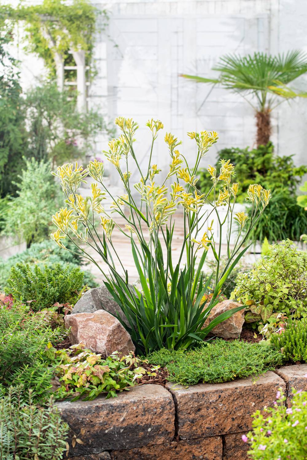 Anigozanthos 'Gold' - Patte de kangourou