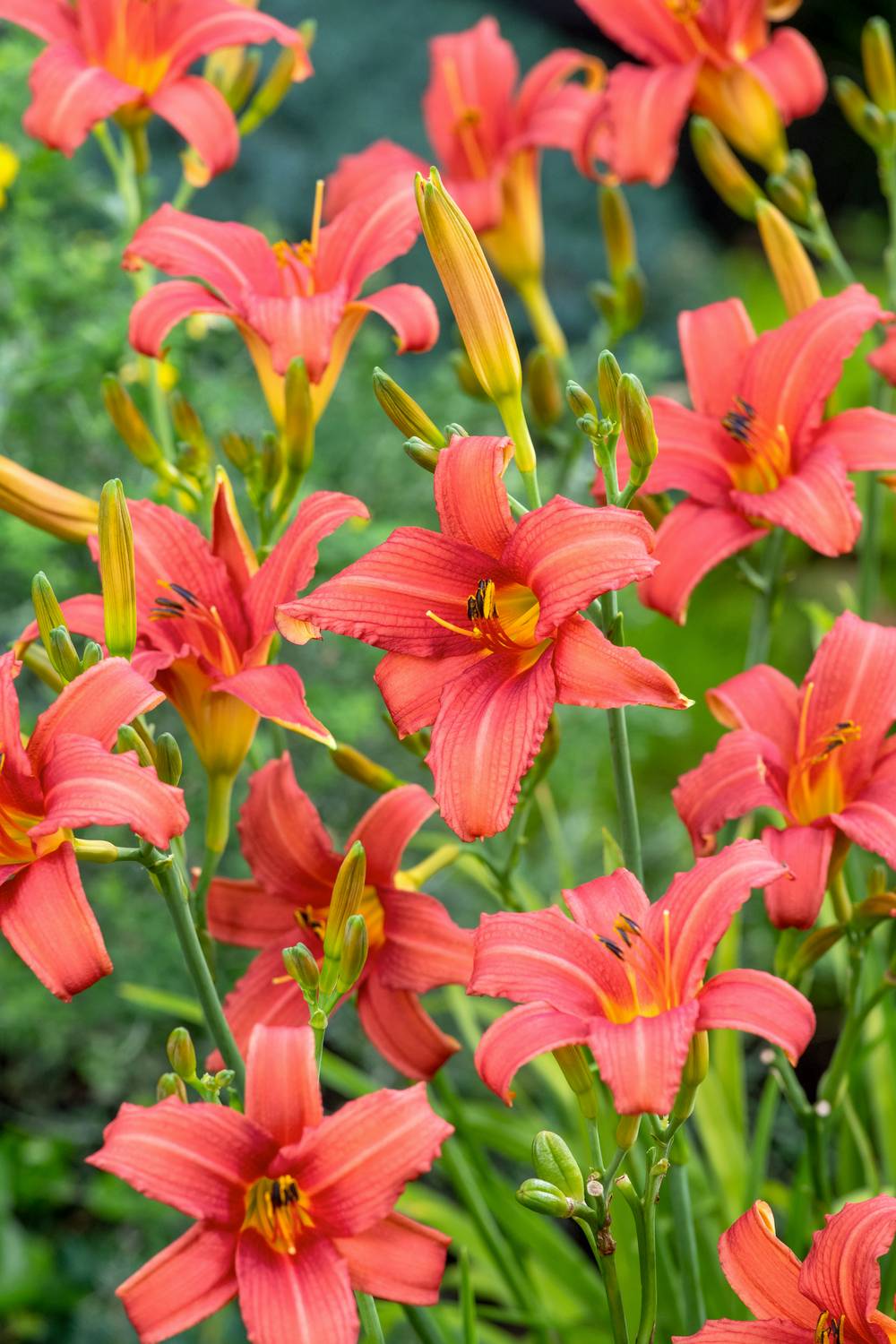 Hemerocallis 'Pink Damask' - Hémerocalle (Lys d'un jour)