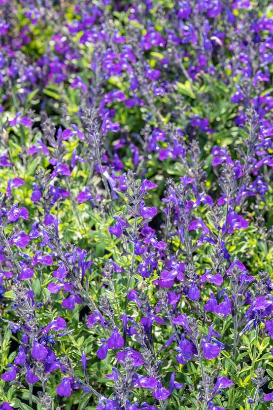 Salvia greggii 'Mirage Blue' - Sauge arbustive