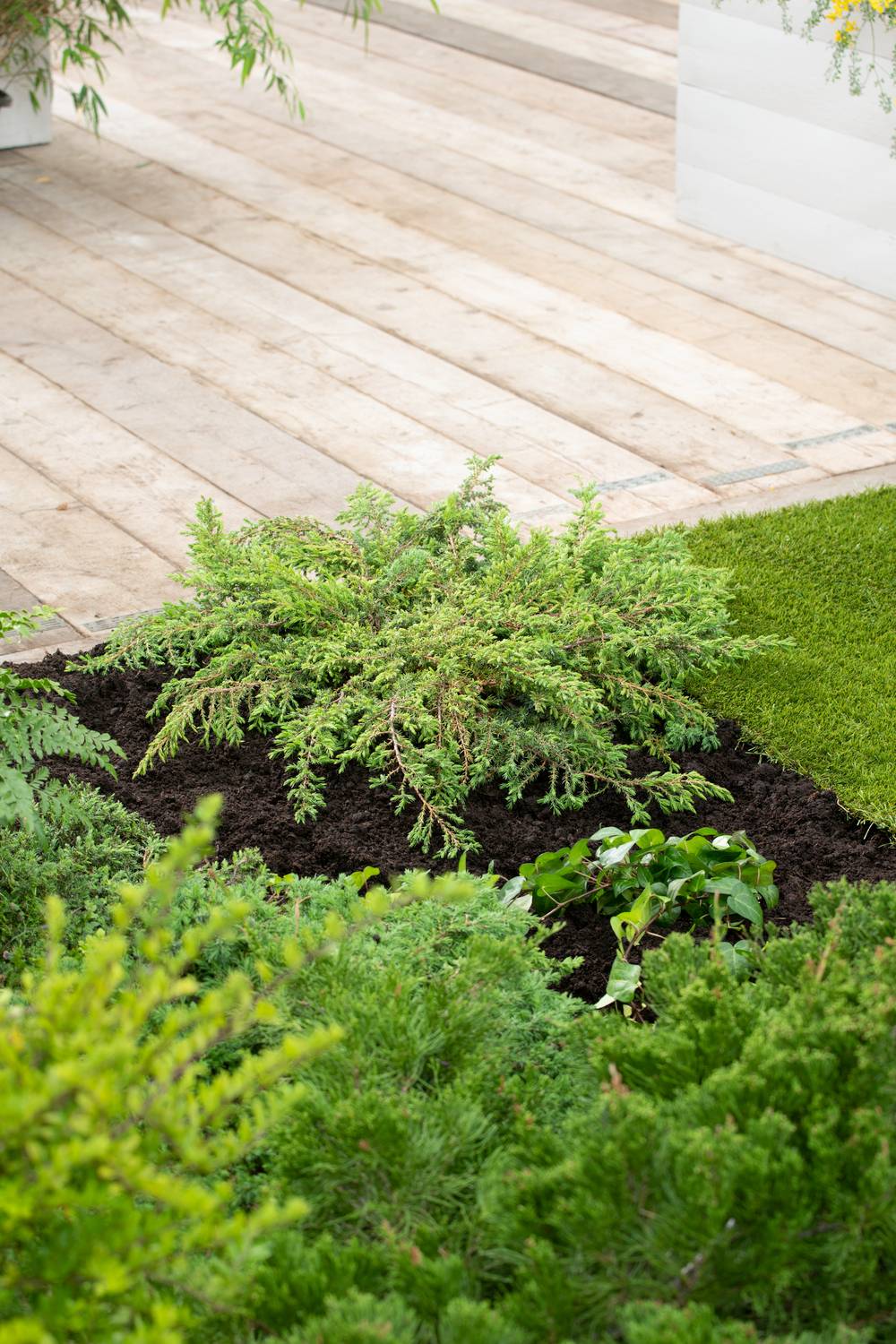 Juniperus communis 'Green Carpet' - Genévrier commun