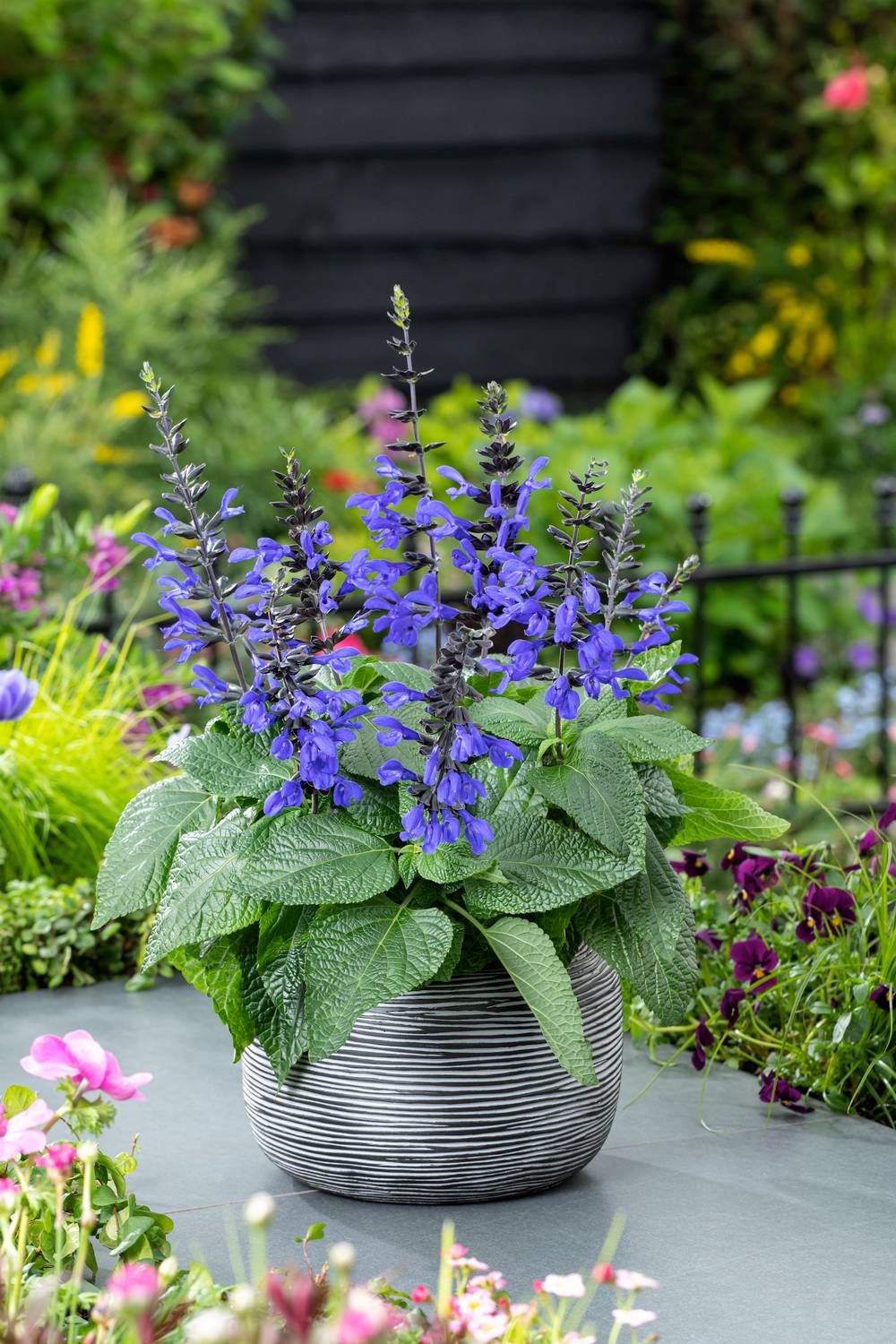 Salvia guaranitica 'Black and Bloom' - Sauge