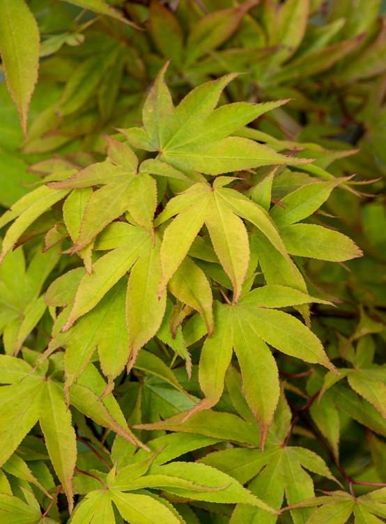 Acer palmatum 'Osakazuki' - ECLOZ - Érable du Japon