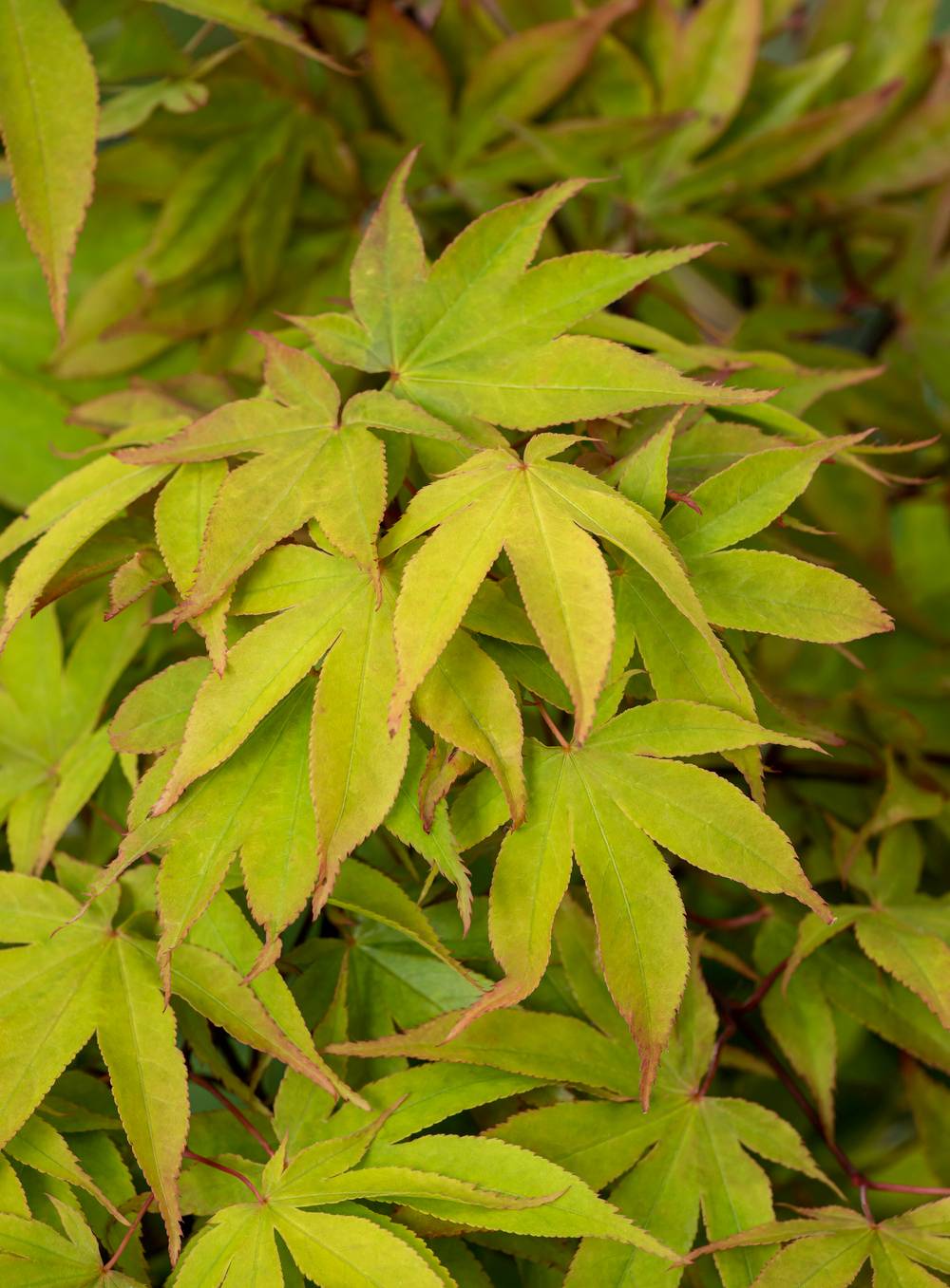 Ecloz - Acer palmatum 'Osakazuki' - ECLOZ - Érable du Japon
