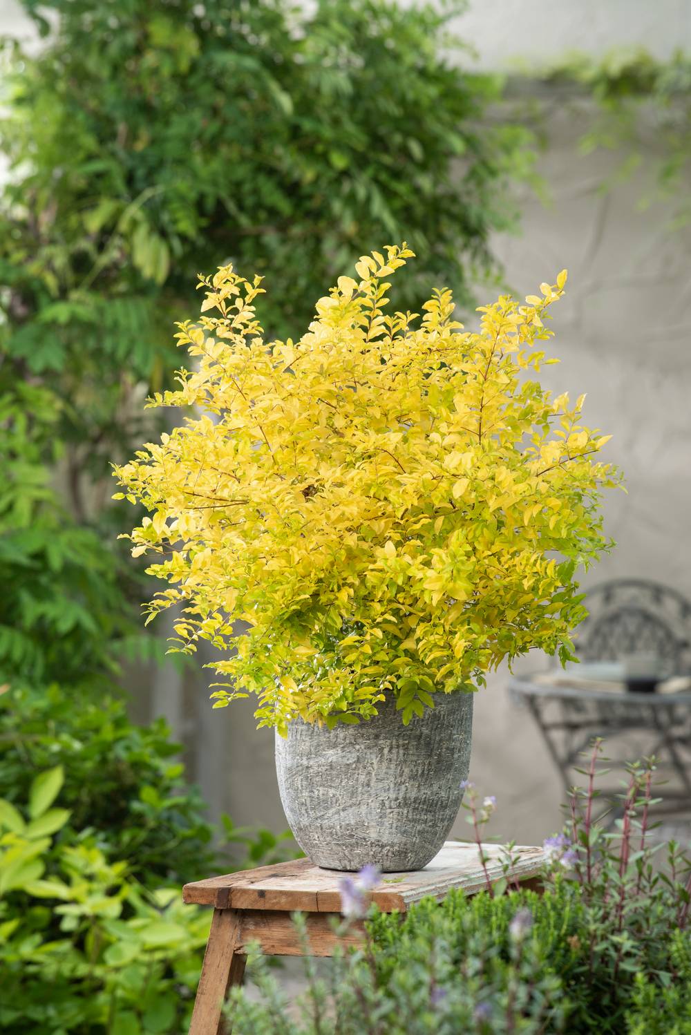 Ligustrum ovalifolium 'Lemon and Lime' - Troène panaché
