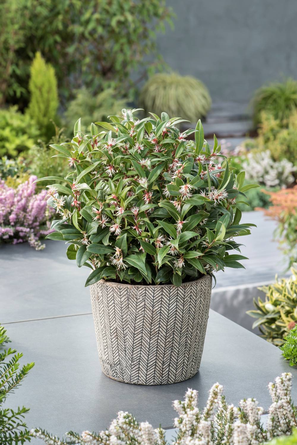 Sarcococca 'Winter Gem'