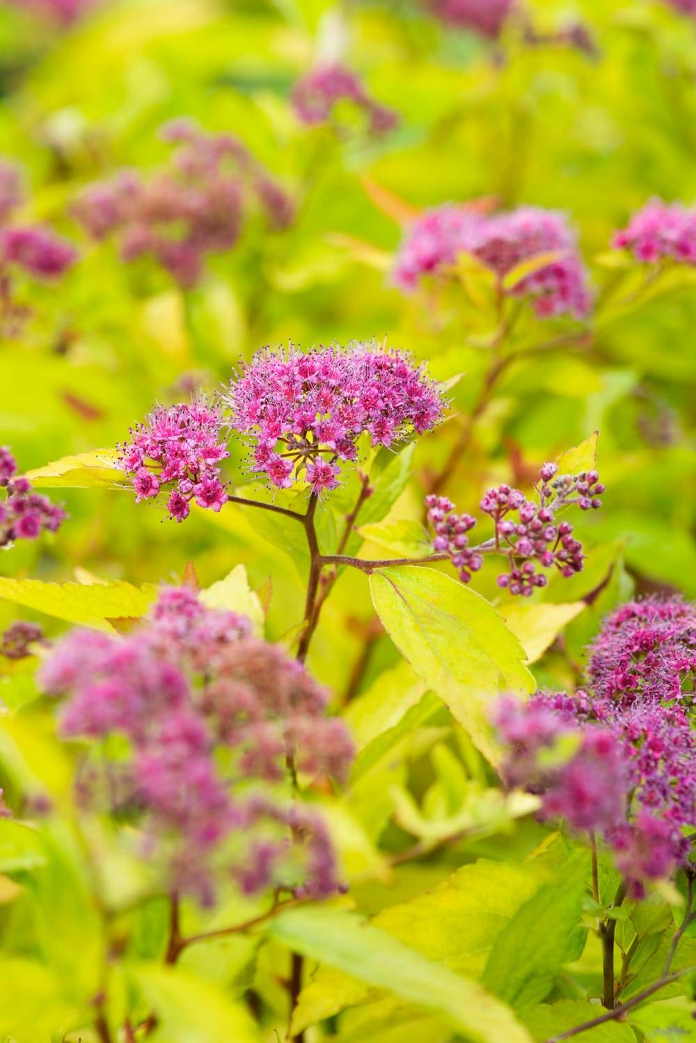 Spiraea japonica 'Firelight' - Spirée