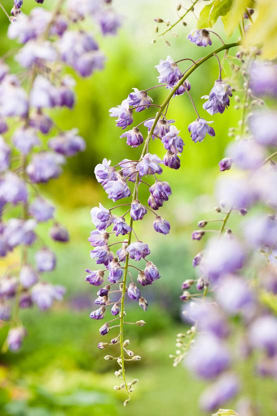 Wisteria floribunda 'Violacea Plena' - Glycine du Japon