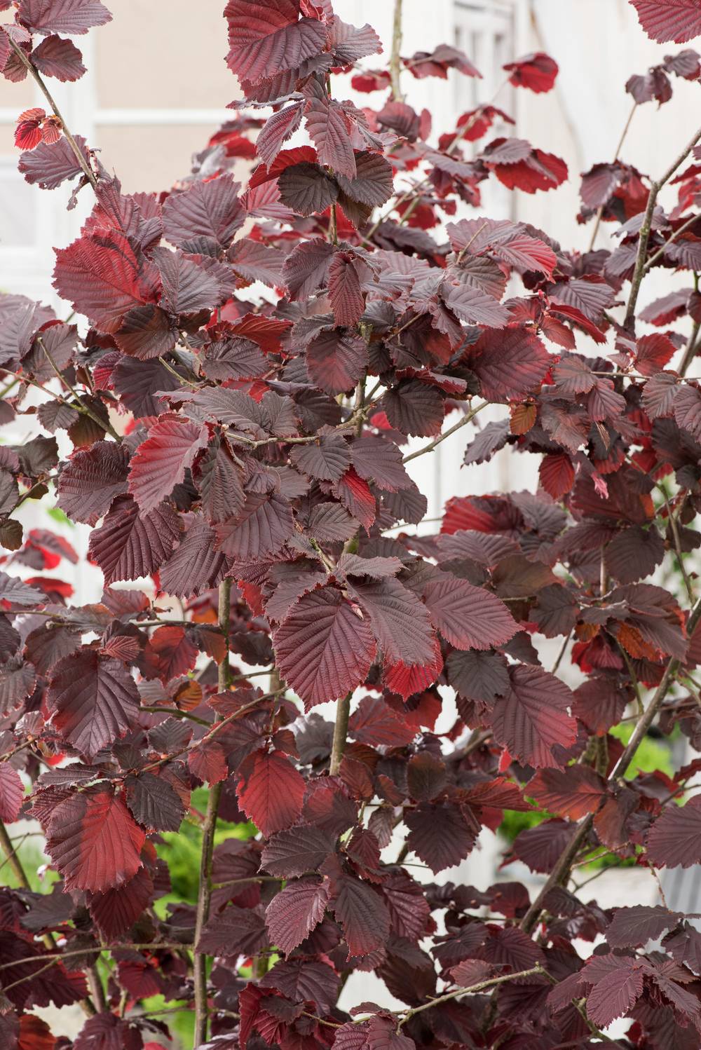 Corylus maxima 'Purpurea' - Noisetier pourpre