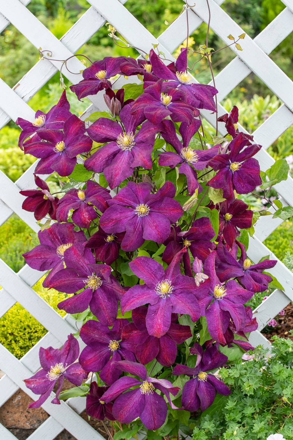 Clématite 'Voluceau' - Clematis
