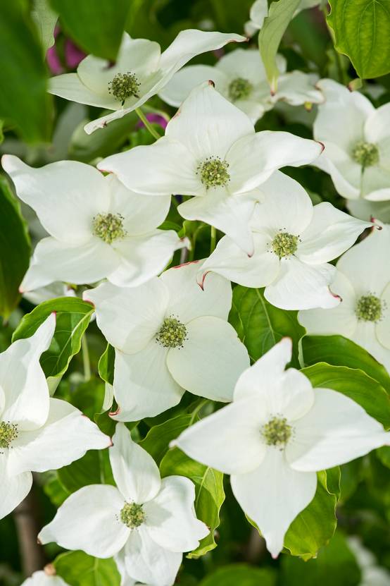 Cornus kousa 'Milky Way' - Cornouiller du Japon