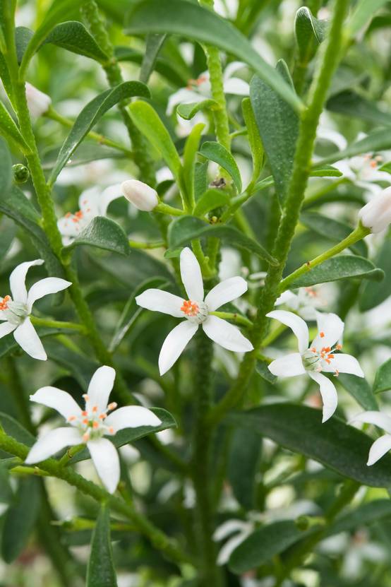 Eriostemon myoporoides - Fleur de cire