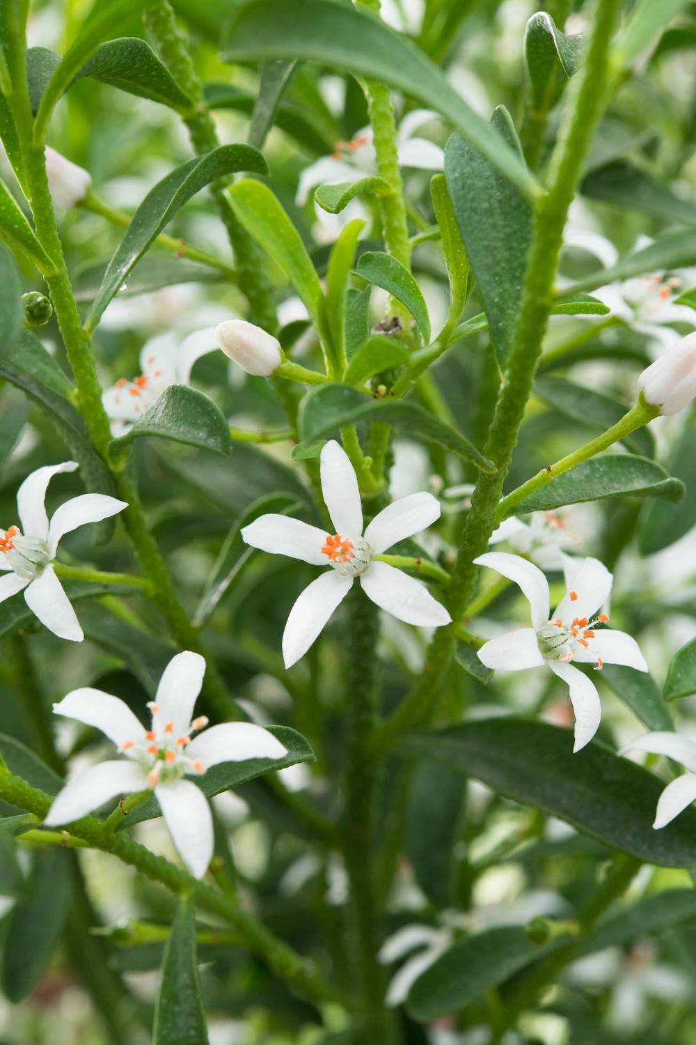 Eriostemon myoporoides - Fleur de cire
