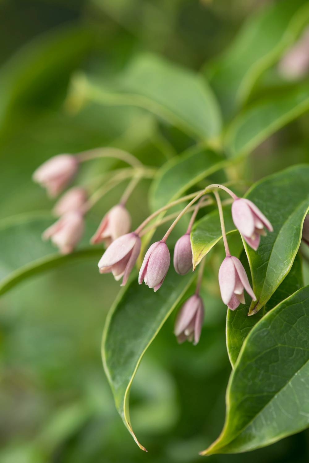 Holboellia coriacea