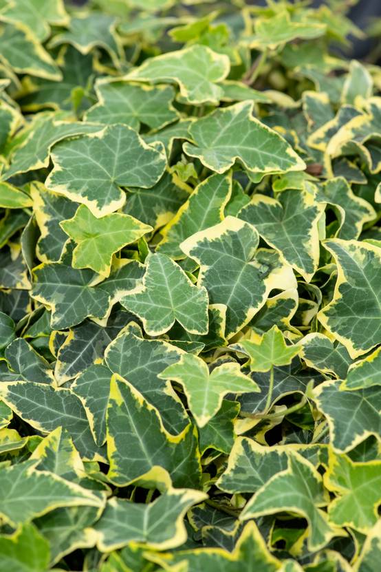 Hedera helix 'Goldchild' - Lierre