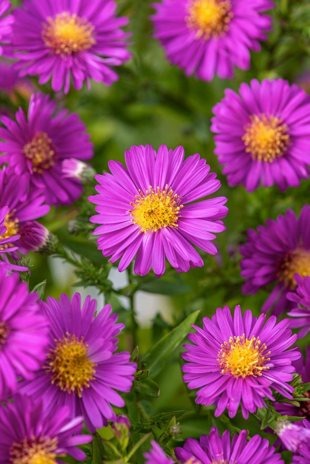 Aster novi-belgii 'Jenny'