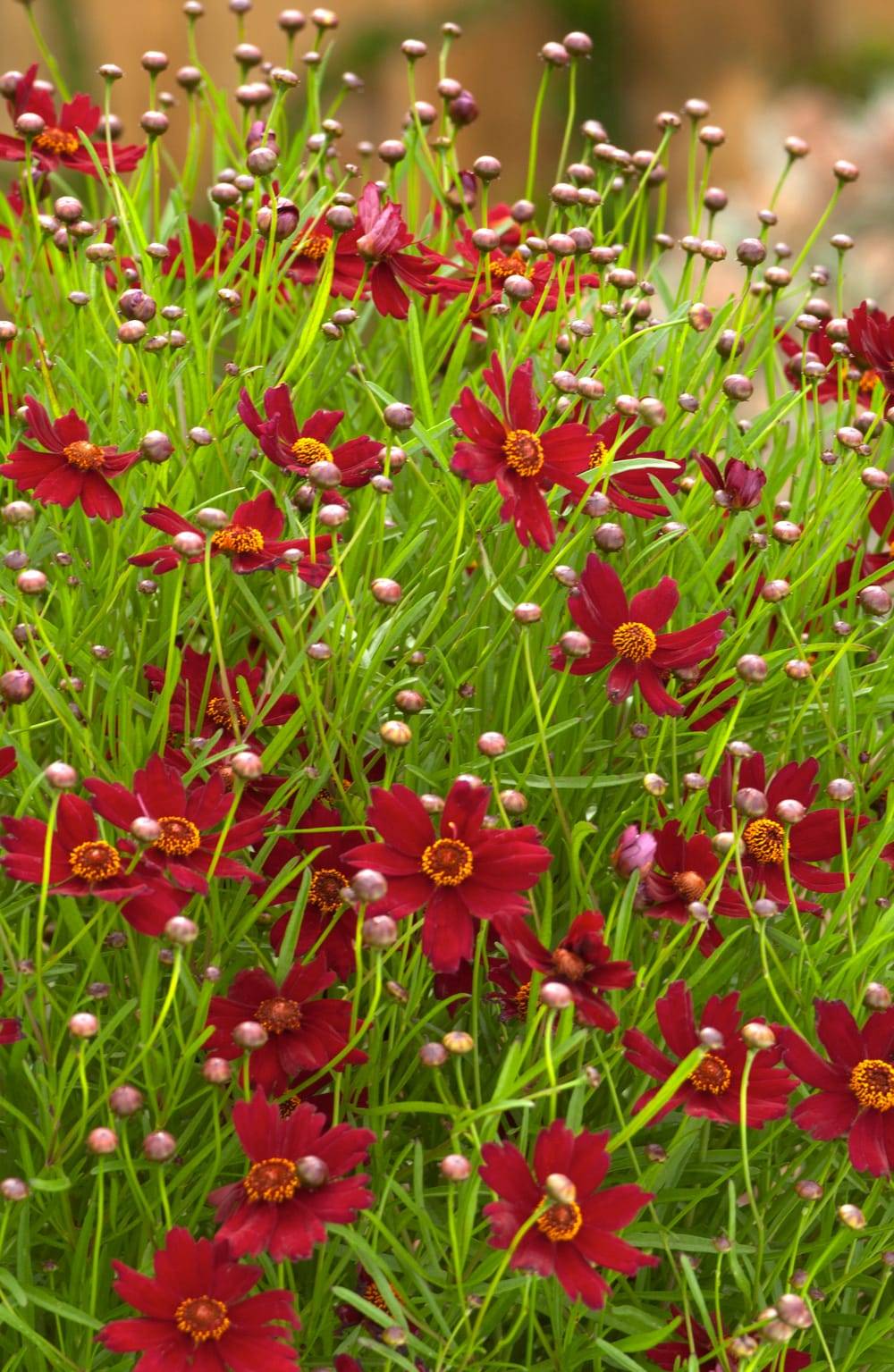 Coréopsis verticillata 'Ruby Red' - Pot 2L - Gamm vert