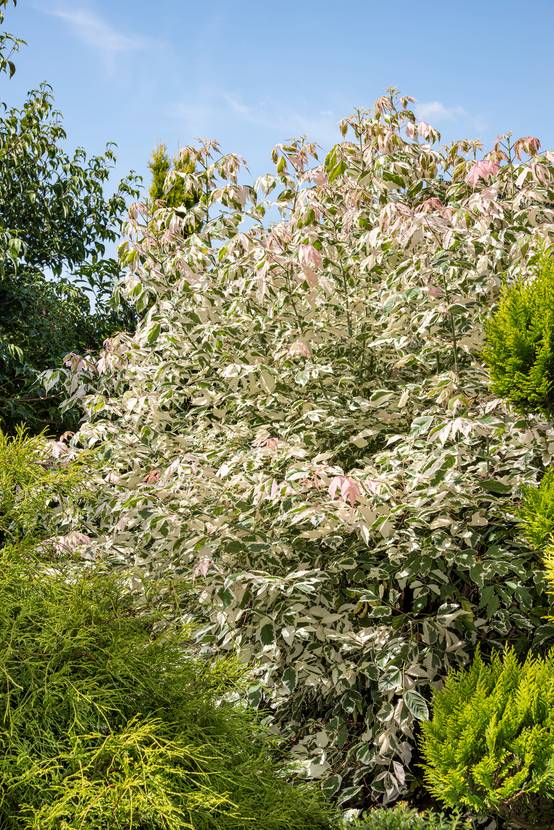 Acer negundo 'Flamingo' - Frêne à feuilles d'érable 'Flamingo'