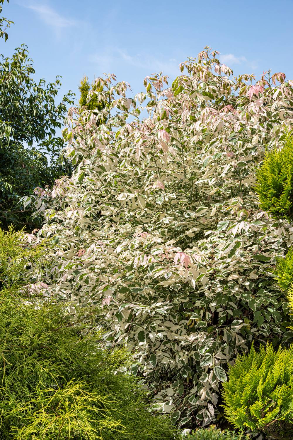 Acer negundo 'Flamingo' - Frêne à feuilles d'érable 'Flamingo'