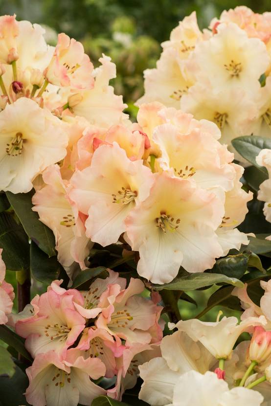 Rhododendron hybride 'Horizon Monarch'