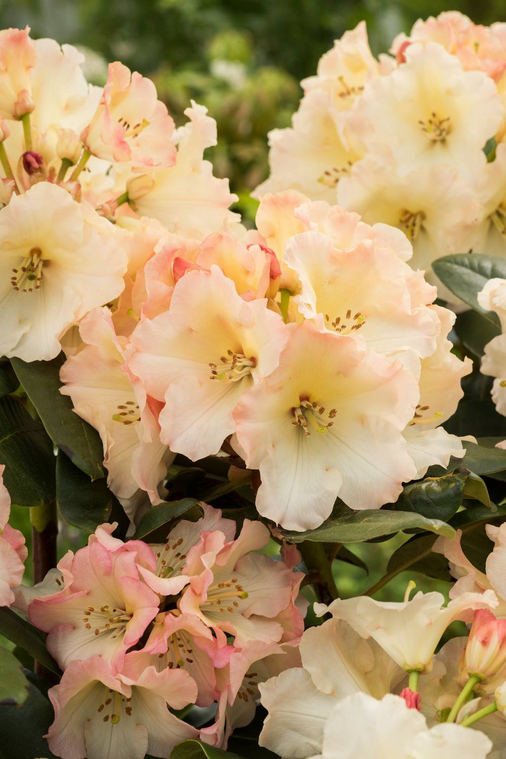 Rhododendron hybride 'Horizon Monarch'
