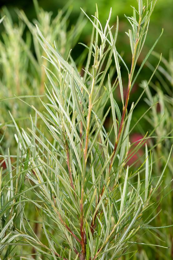 Salix rosmarinifolia - Saule à feuilles de romarin