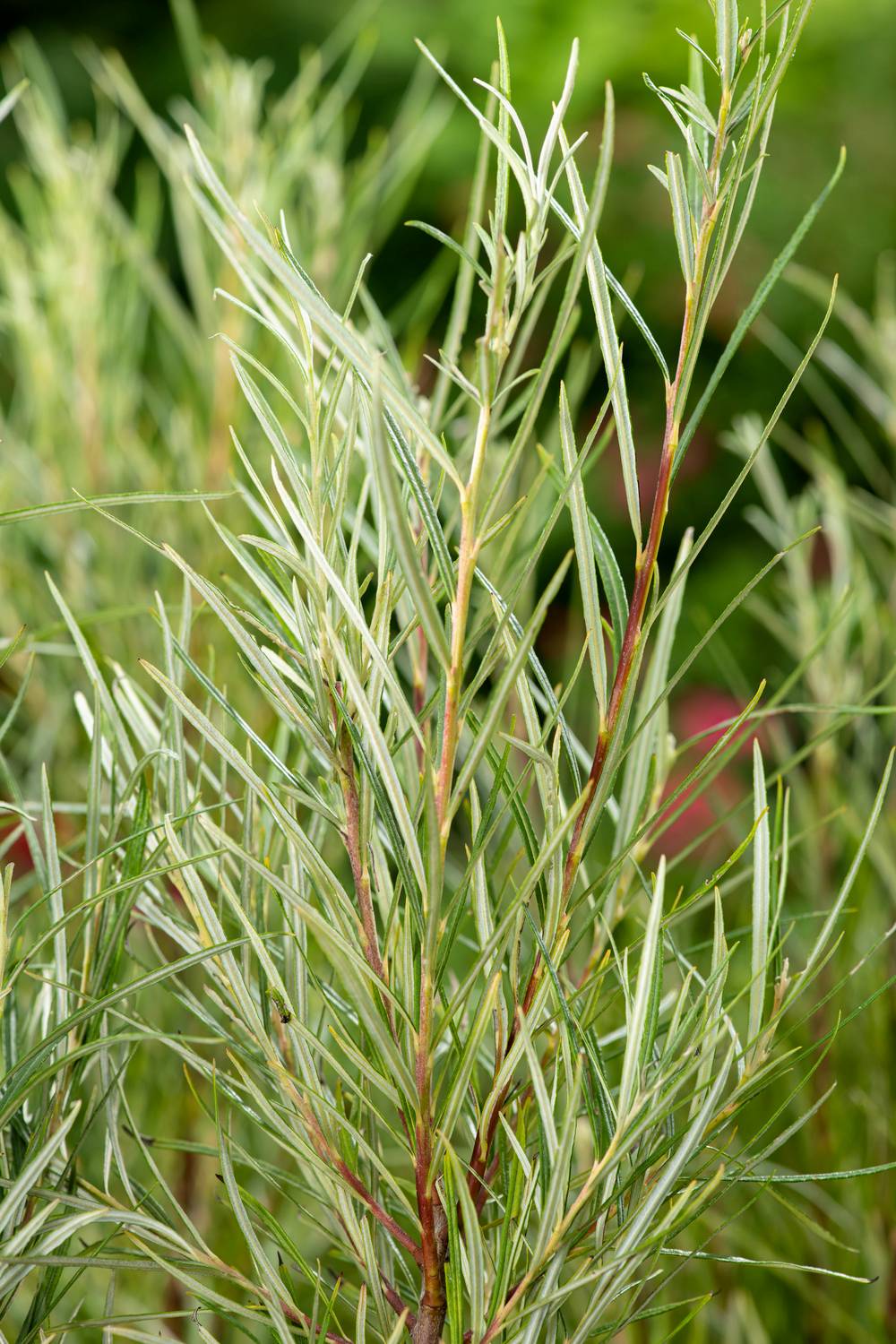 Salix rosmarinifolia - Saule à feuilles de romarin