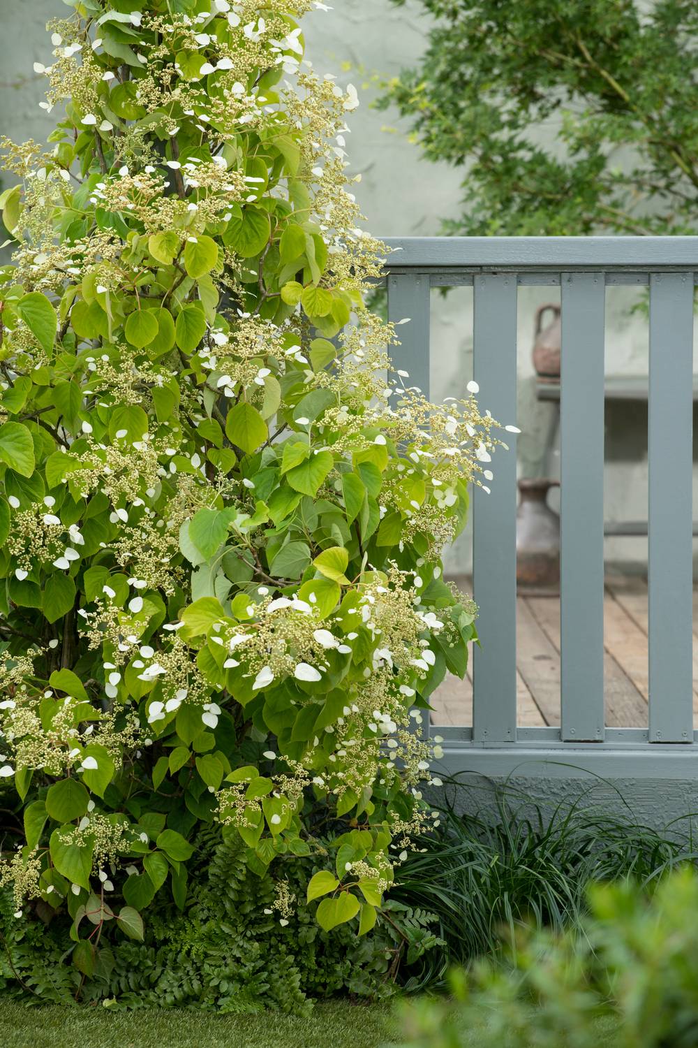 Schizophragma hydrangeoides 'Moonlight'