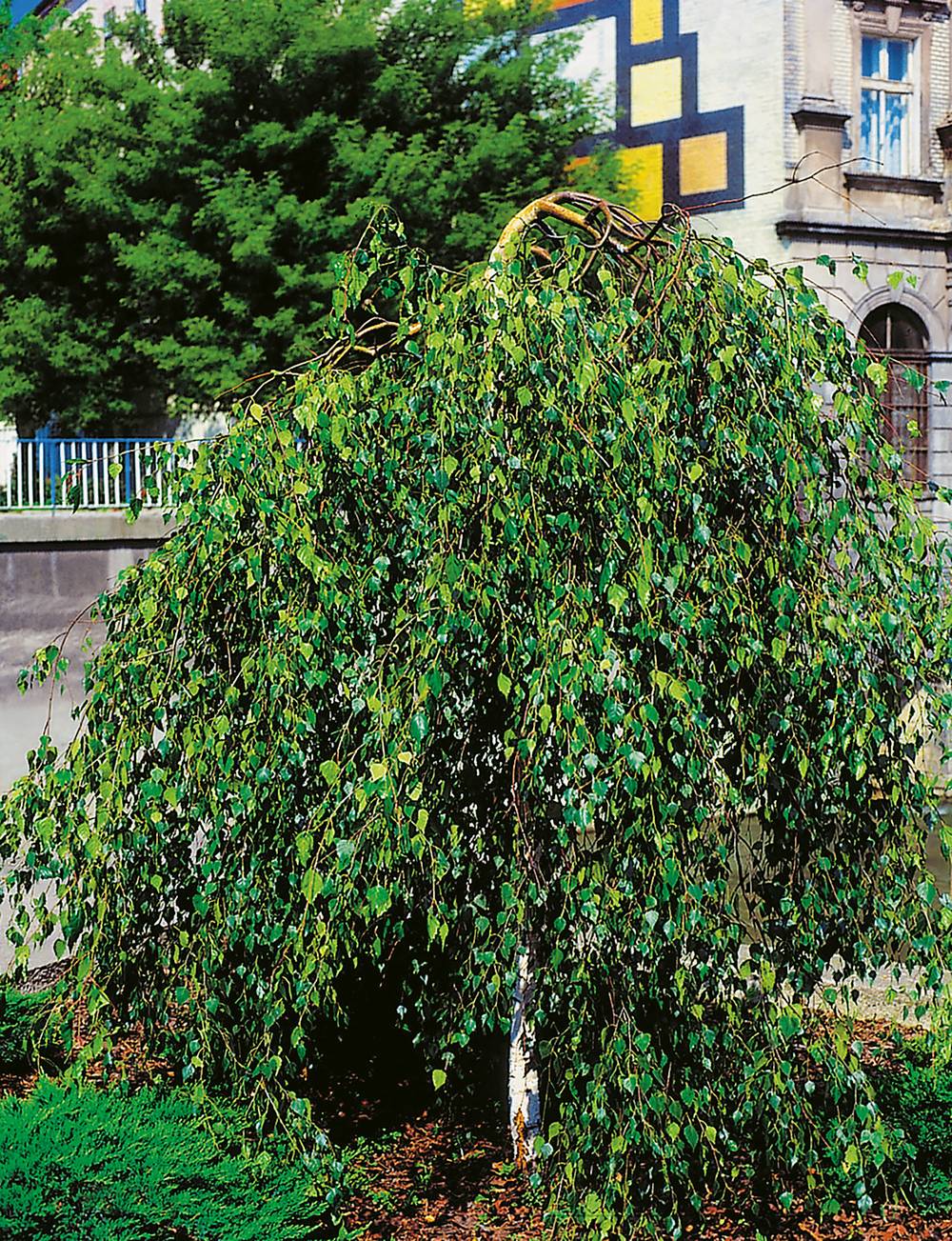 Betula pendula 'Youngii' - Bouleau pleureur
