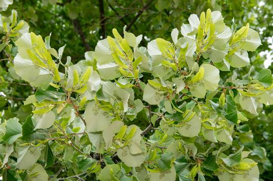 Tilia tomentosa - Tilleul argenté