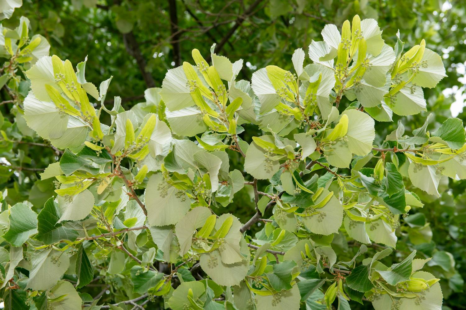 Tilia tomentosa - Tilleul argenté