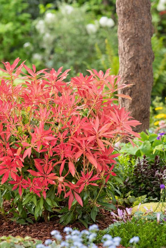 PIERIS japonica 'Forest Flame' 120/140 C15L