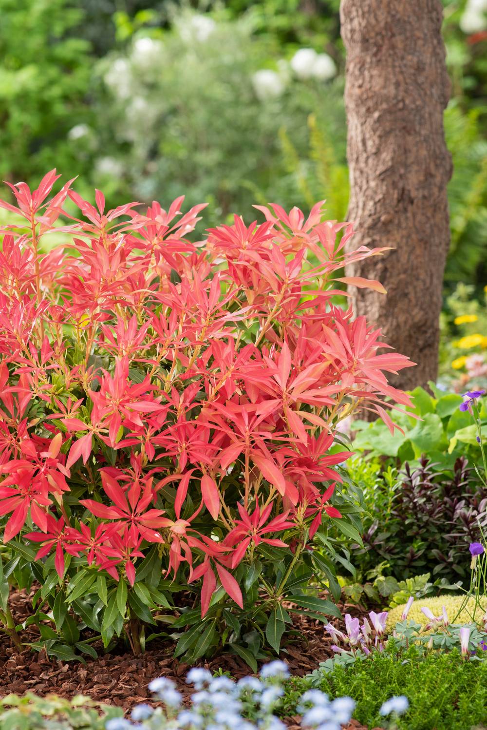 PIERIS japonica 'Forest Flame' 120/140 C15L