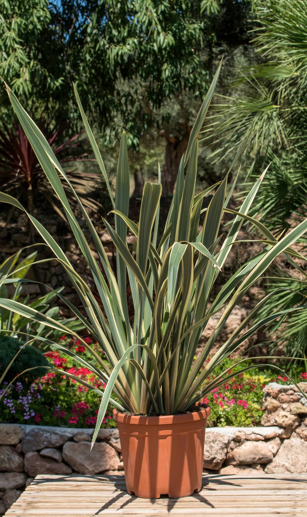 Phormium tenax 'Variegatum' - Lin de Nouvelle-Zélande