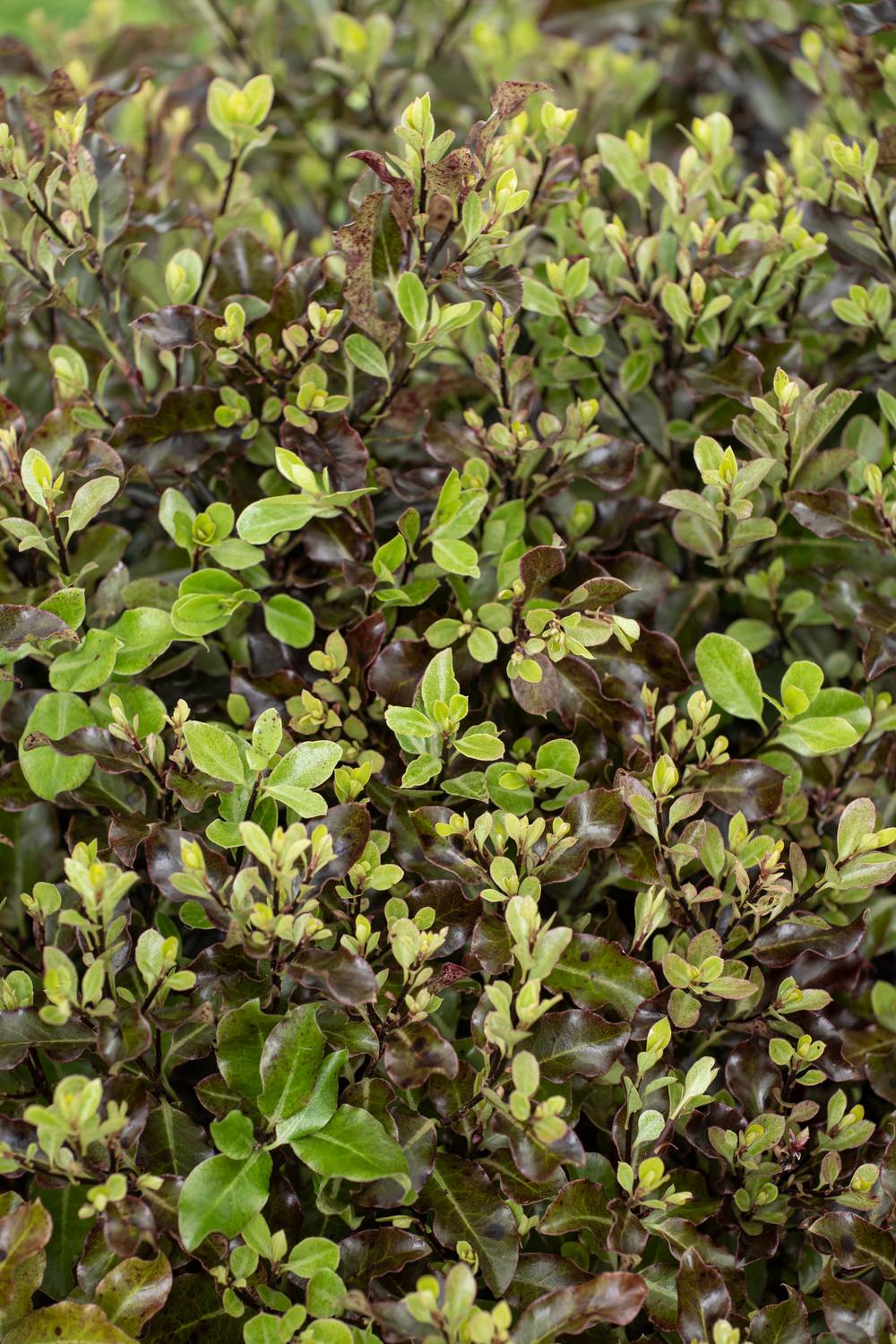Pittosporum tenuifolium 'Tom Thumb'