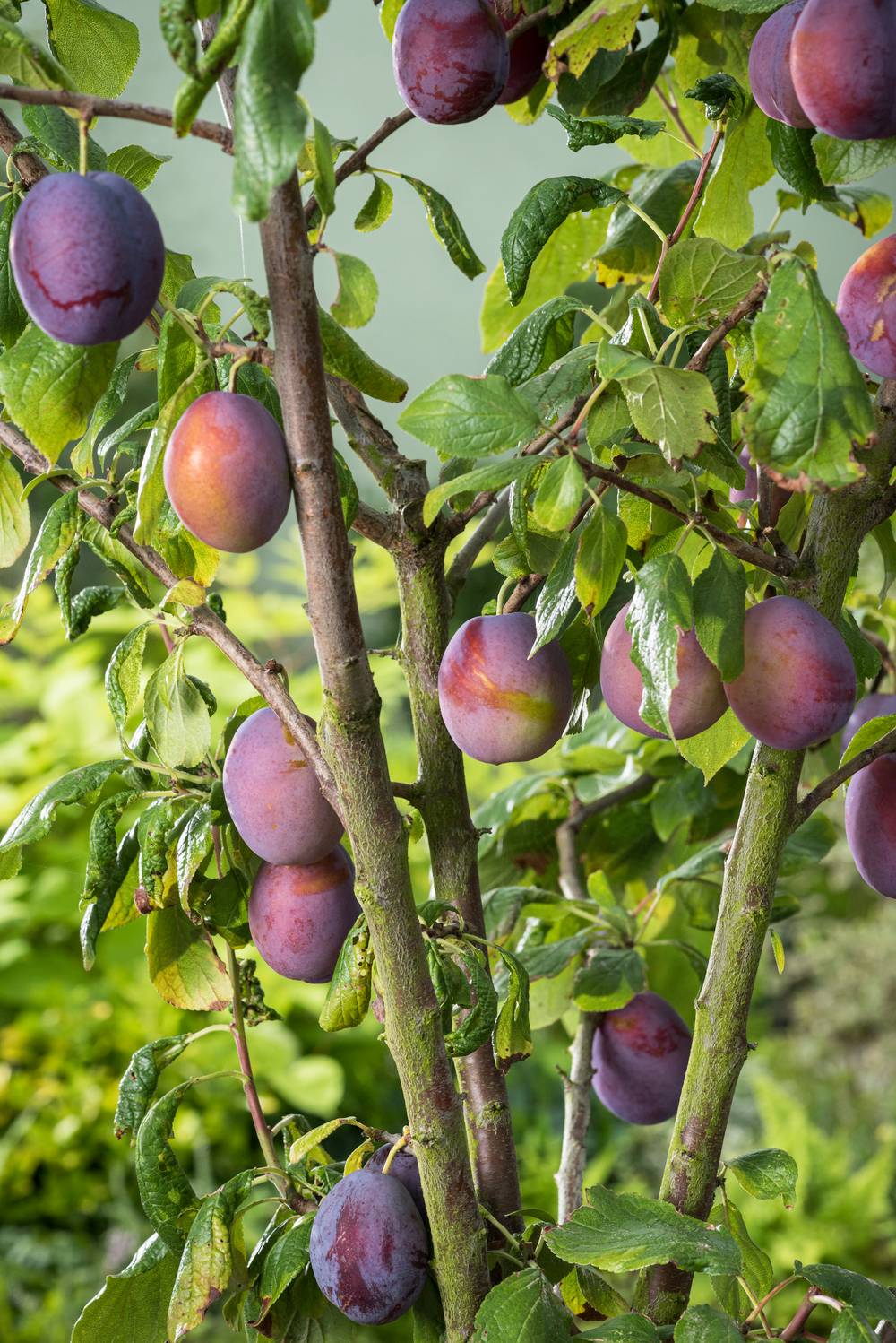 Prunier 'Reine Claude Violette' : taille en demi-tige, en pot