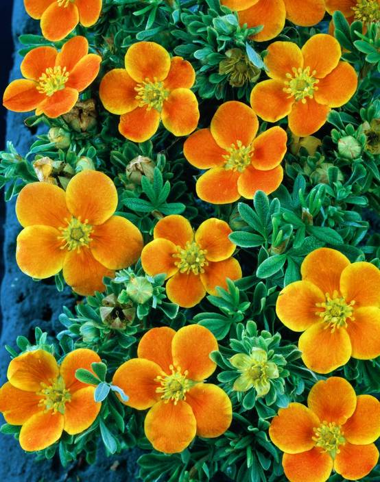 Potentilla fruticosa 'Hopley's Orange' - Potentille arbustive