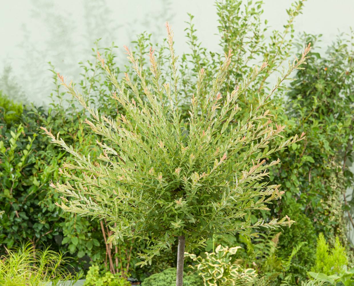 Salix integra 'Hakuro-Nishiki' - Saule crevette