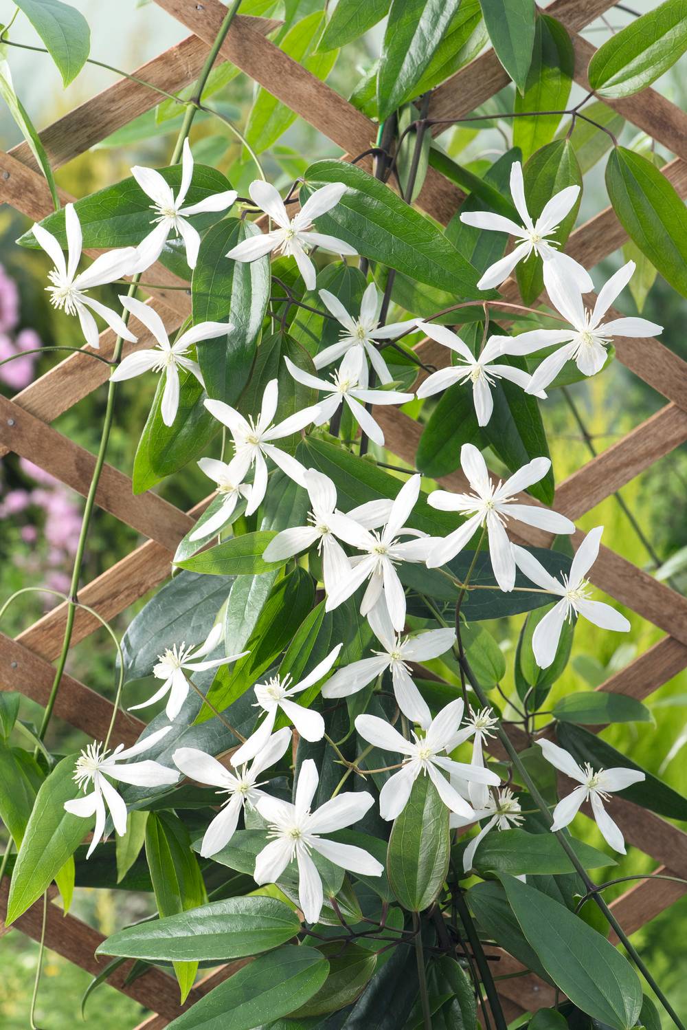 Clématite armandii