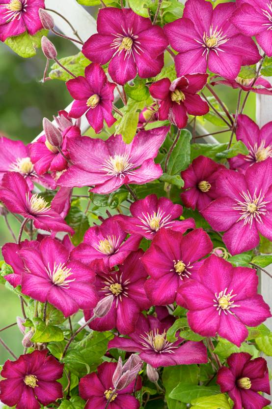 Clématite 'Ville De Lyon' - Clematis