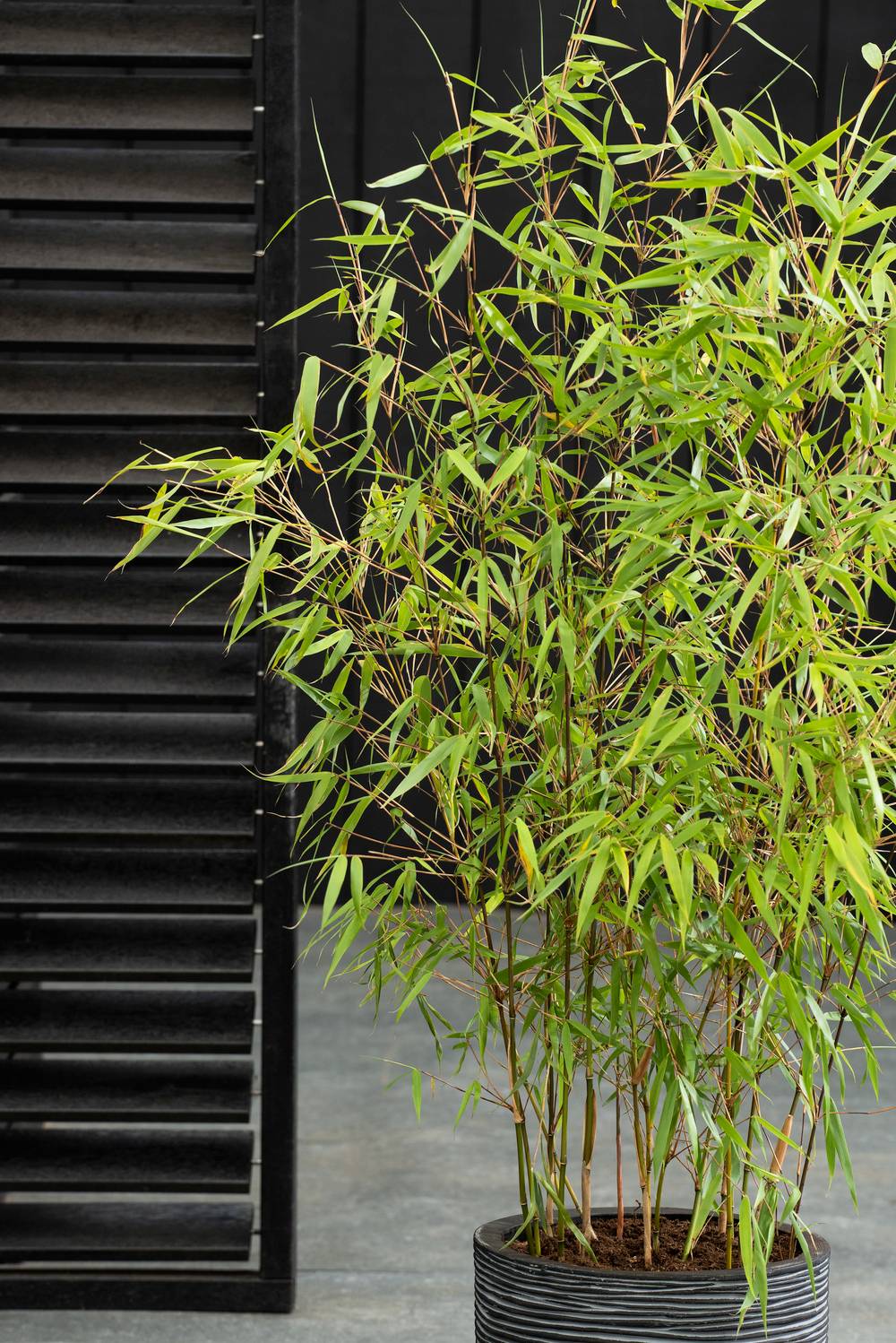 Fargesia scabrida 'Asian Wonder' - Bambou non traçant