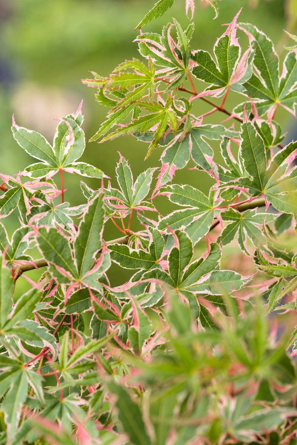 Acer palmatum 'Butterfly' - Érable du Japon