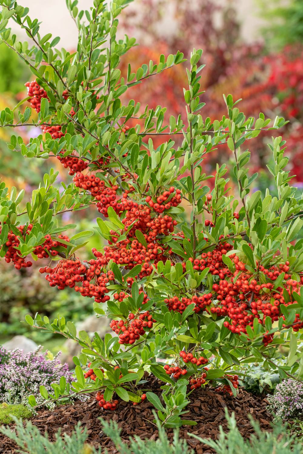 Pyracantha Saphyr Rouge® - Buisson ardent