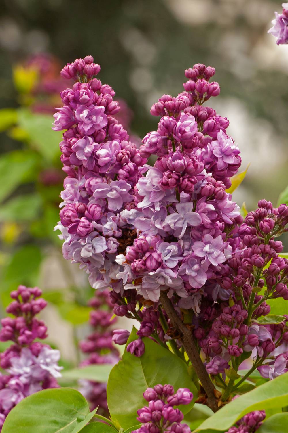 Syringa vulgaris 'Michel Buchner' - Lilas