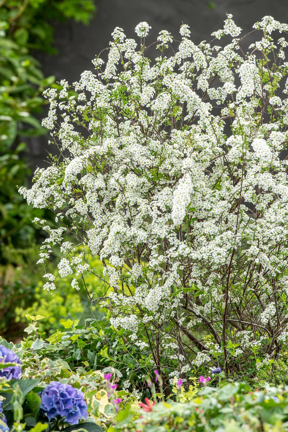 Spiraea arguta - Spirée