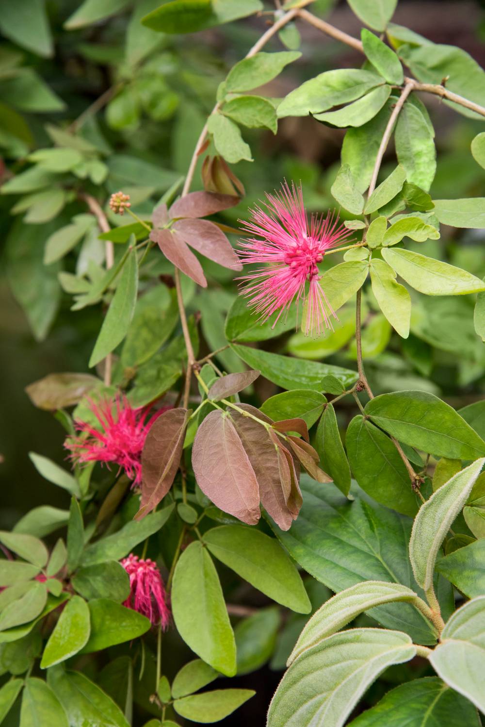 Calliandra 'Dixie Pink' - Arbre aux houpettes