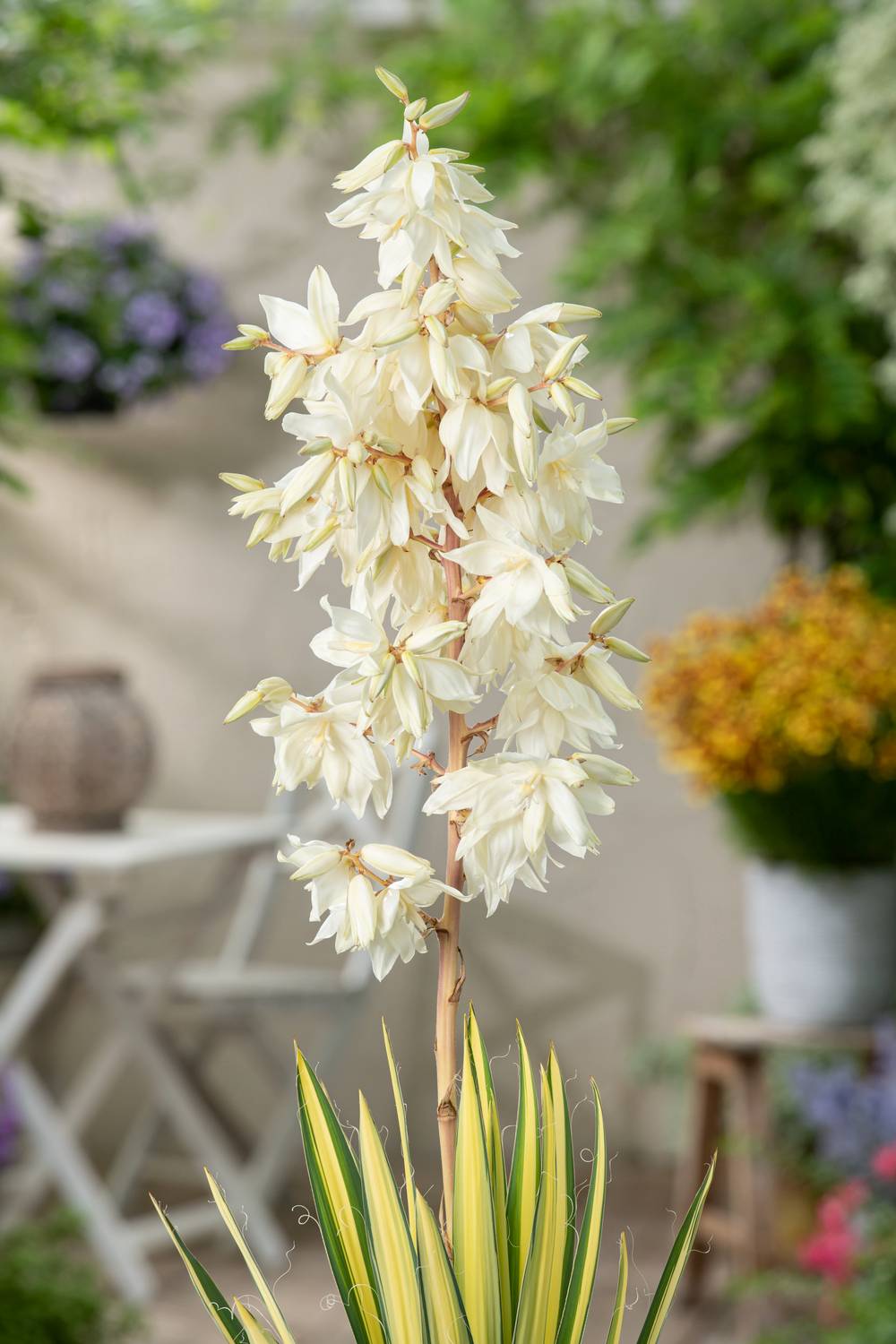 Yucca filamentosa 'Color Guard'