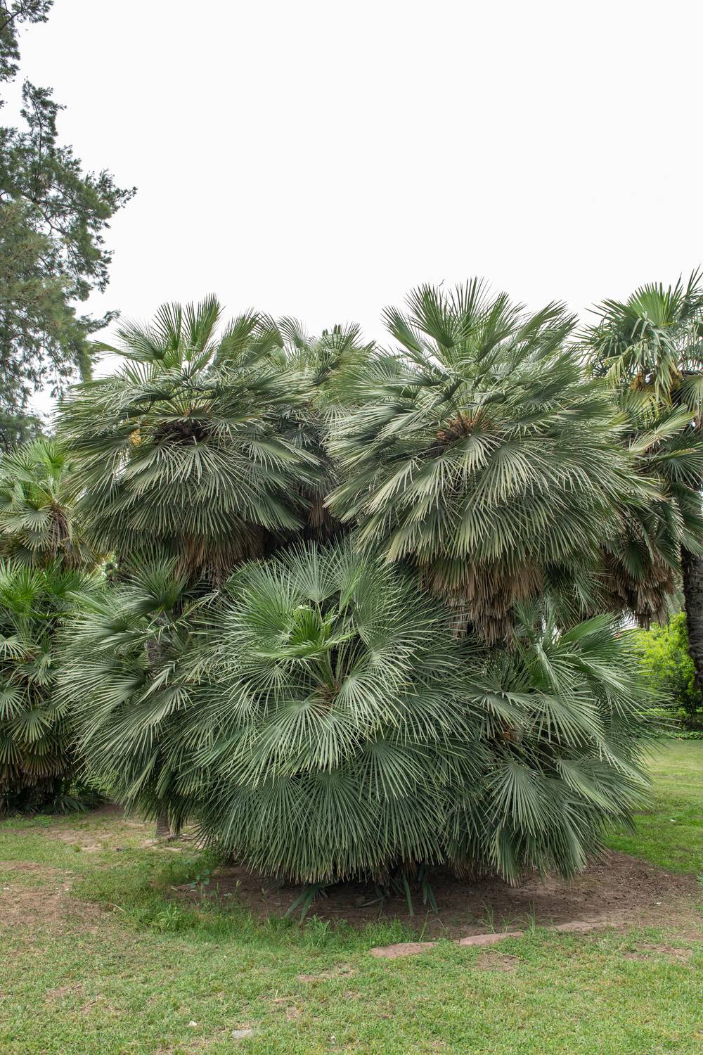 Chamaerops humilis - Palmier nain de Méditérranée