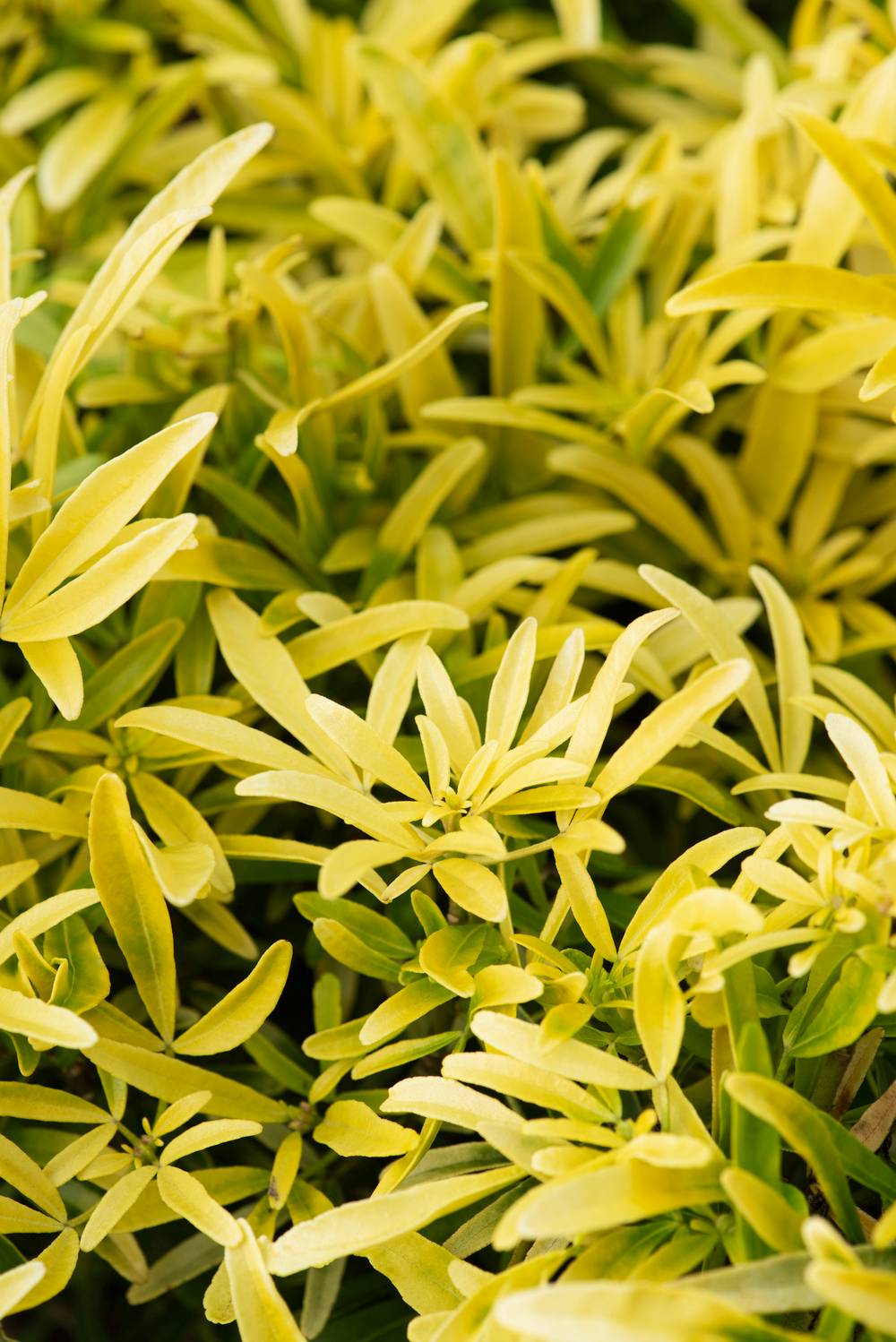 Choisya ternata 'Aztec Gold' - Oranger du Mexique