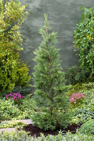 Cupressocyparis leylandii - Cyprès de leyland