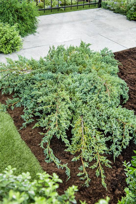 Juniperus squamata 'Blue Carpet' - Genévrier écailleux